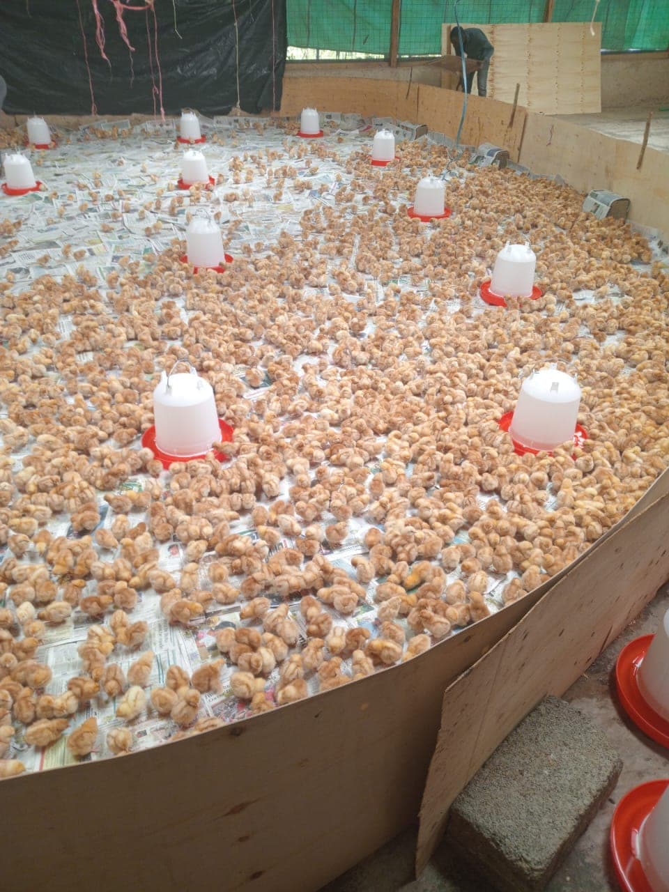 Day-old chicks spread across newspaper bedding inside a brooder ring