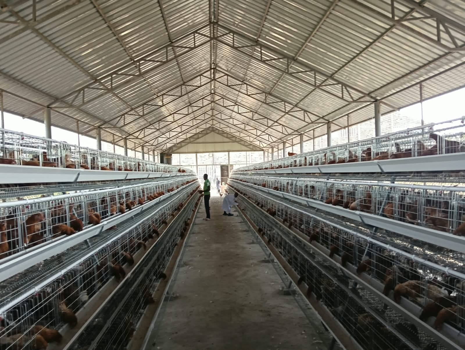 The full length of a tiered layer house, with workers at the far end