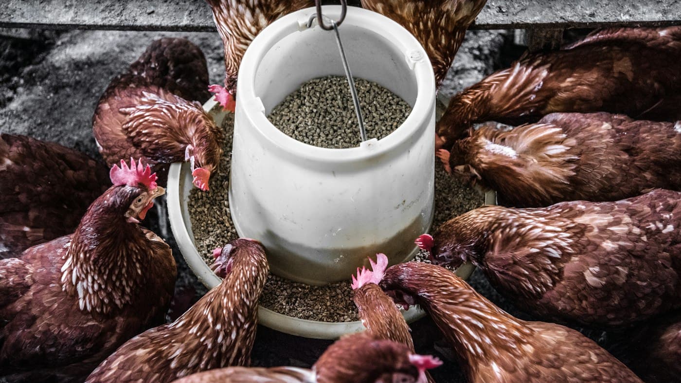Brown hens feeding from a hanging feeder inside a poultry house